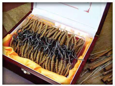 宜城冬虫夏草回收